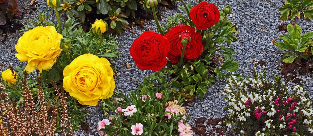 Ranunculus asiatikus - großblumige sehr attraktive Ranunkel...(Hahnenfuß)