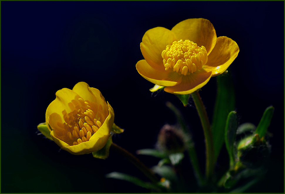 Ranunculus auricomus, die Letzte