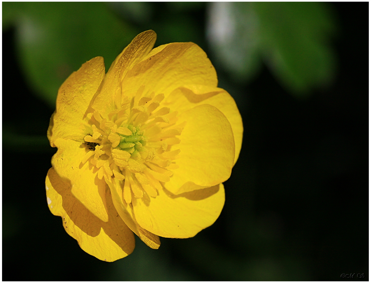 Ranunculus auricomus