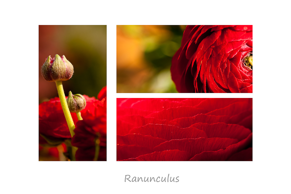 Ranunculus