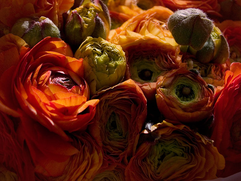 Ranunculus