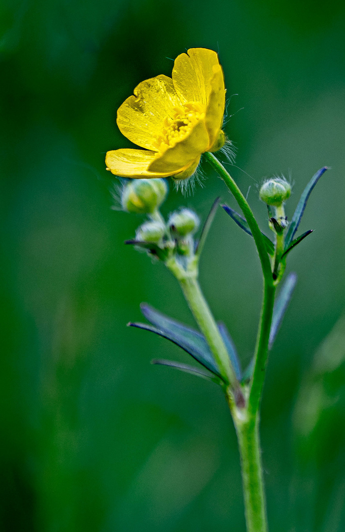 Ranunculus (Boterbloem)