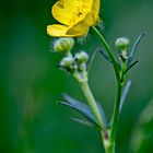 Ranunculus (Boterbloem)