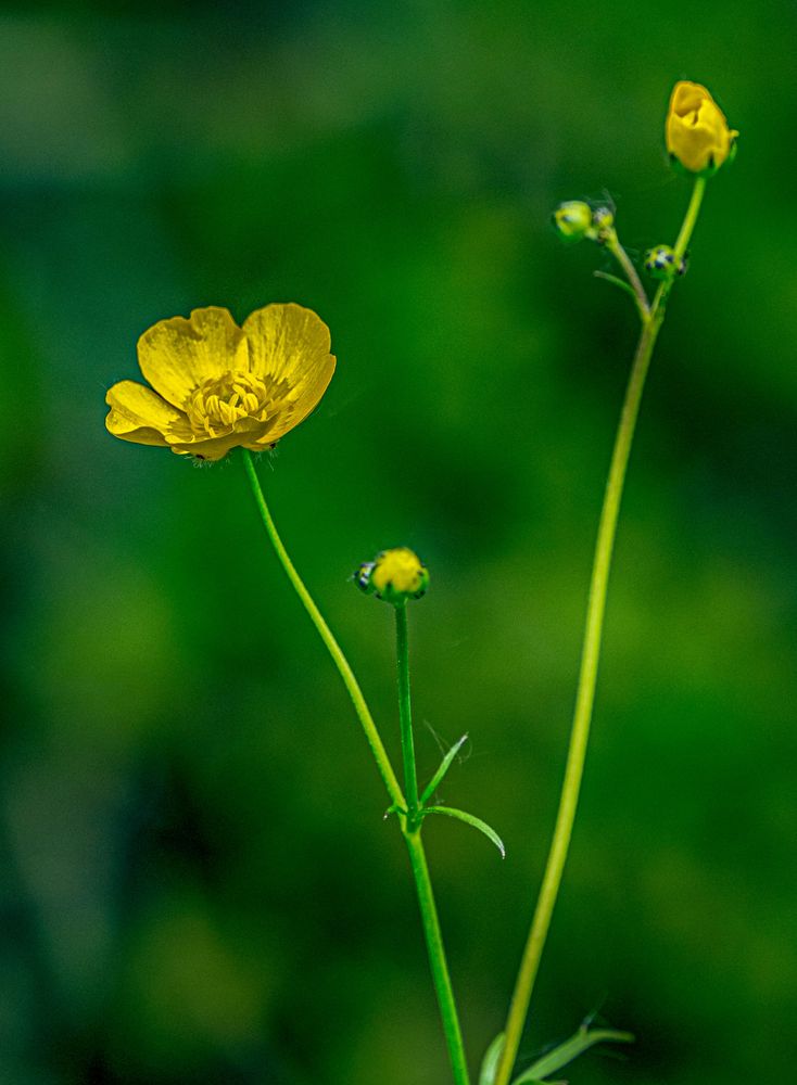 Ranunculus (Boterbloem)