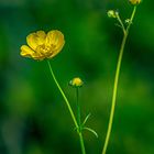 Ranunculus (Boterbloem)