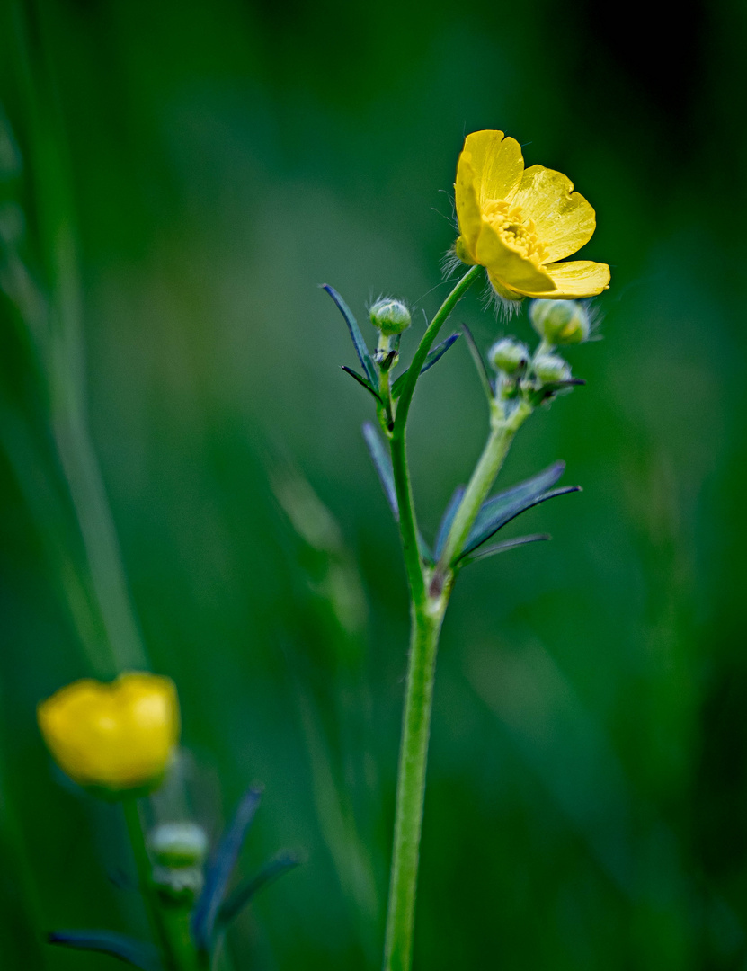 Ranunculus (Boterbloem)