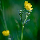 Ranunculus (Boterbloem)