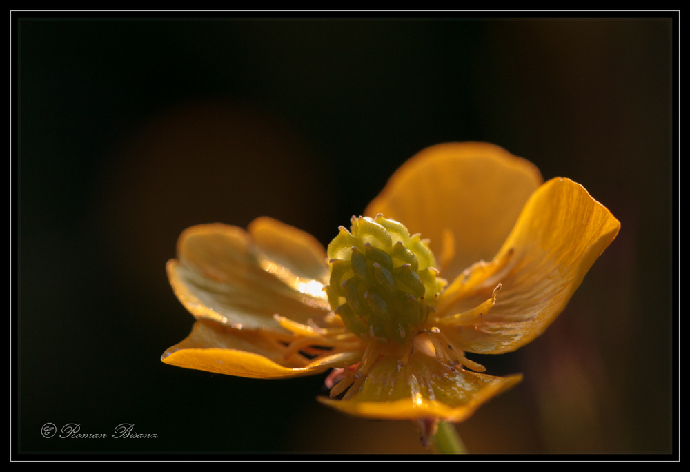 Ranunculus