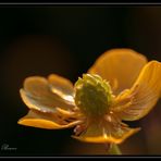 Ranunculus