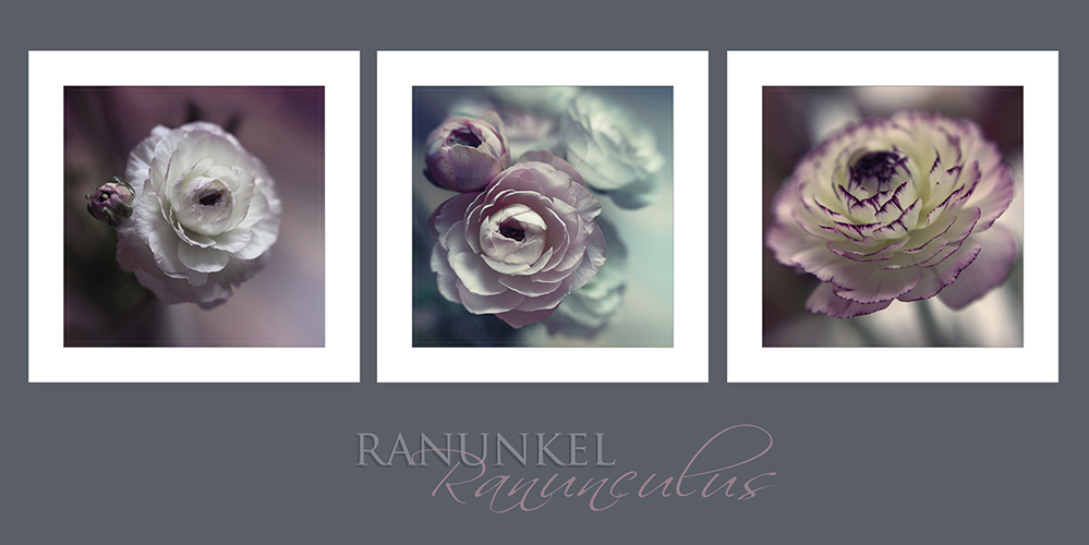 Ranunculus.....