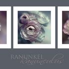 Ranunculus.....