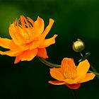 Ranunculus