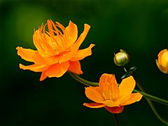 Ranunculus