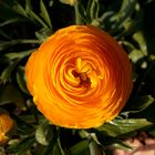 Ranunculus