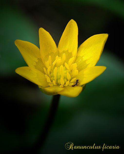 Ranunculus ficaria