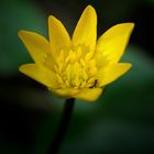 Ranunculus ficaria