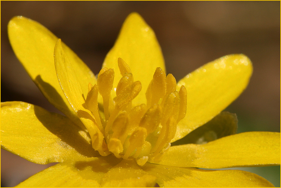 ranunculus ficaria