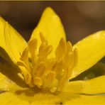 ranunculus ficaria