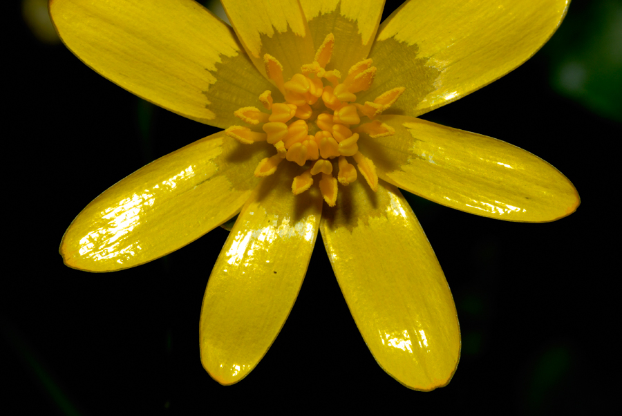 Ranunculus ficaria (Celidonia menor)