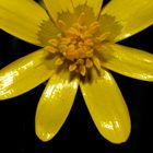 Ranunculus ficaria (Celidonia menor)