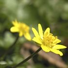 Ranunculus ficaria