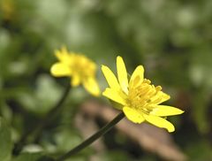 Ranunculus ficaria