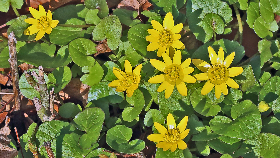 Ranunculus ficaria- Gewöhnliches Scharbockkraut...