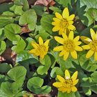 Ranunculus ficaria- Gewöhnliches Scharbockkraut...