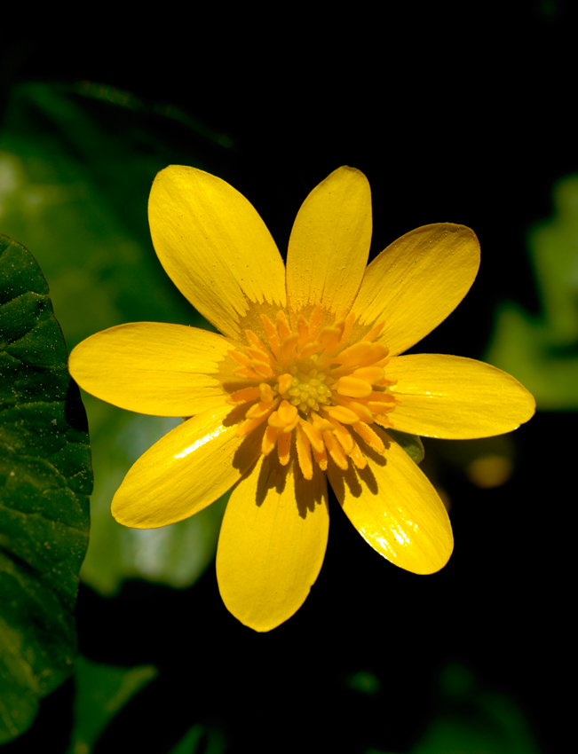 Ranunculus ficaria II