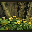 Ranunculus ficaria (Oosterheide)