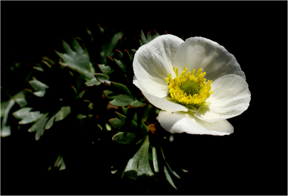 Ranunculus glacialis 3100