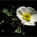 Ranunculus glacialis 3100