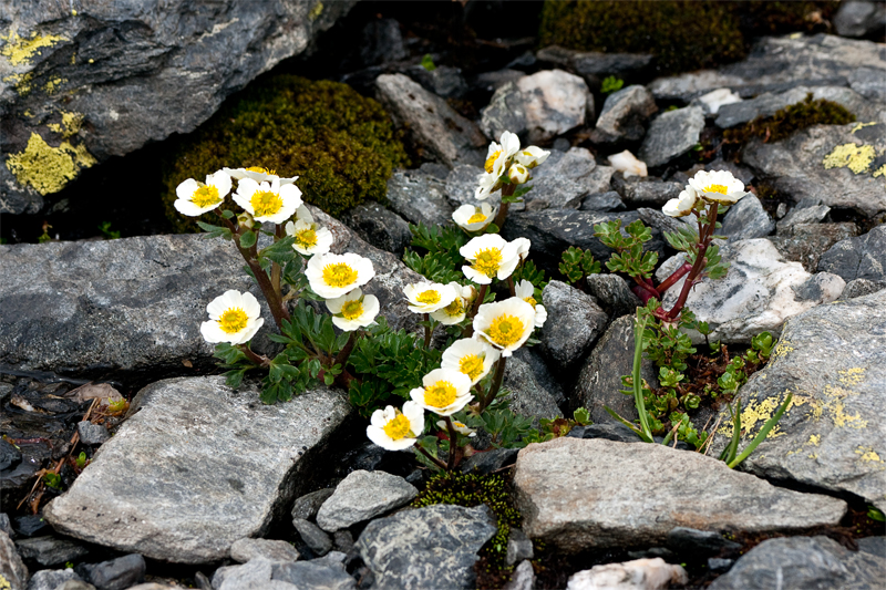 Ranunculus glacialis