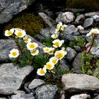 Ranunculus glacialis