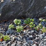 Ranunculus glacialis - Gletscherhahnenfuß