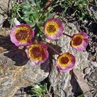 Ranunculus glacialis-Gletscherhahnenfuß aber im späteren Stadium...