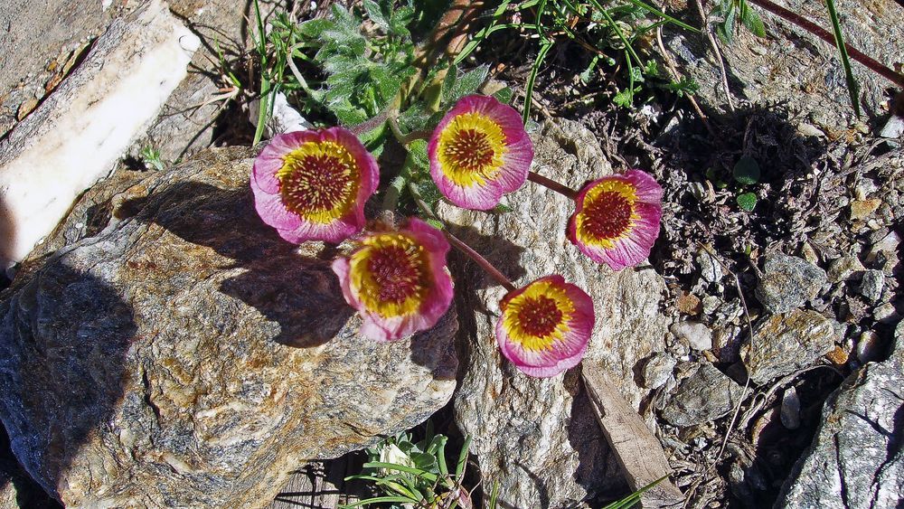 Ranunculus glacialis-Gletscherhahnenfuß aber im späteren Stadium...