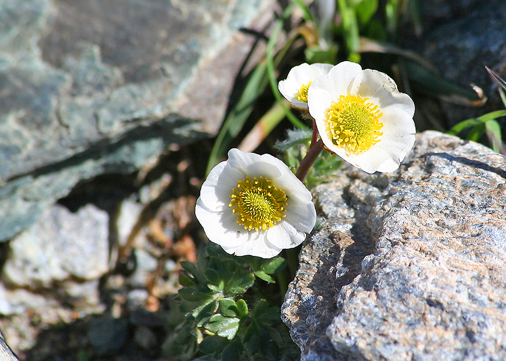 Ranunculus glacialis - Gletscherhahnenfuß