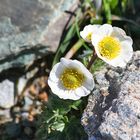 Ranunculus glacialis - Gletscherhahnenfuß