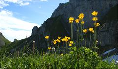 Ranunculus montanus alpsteinensis