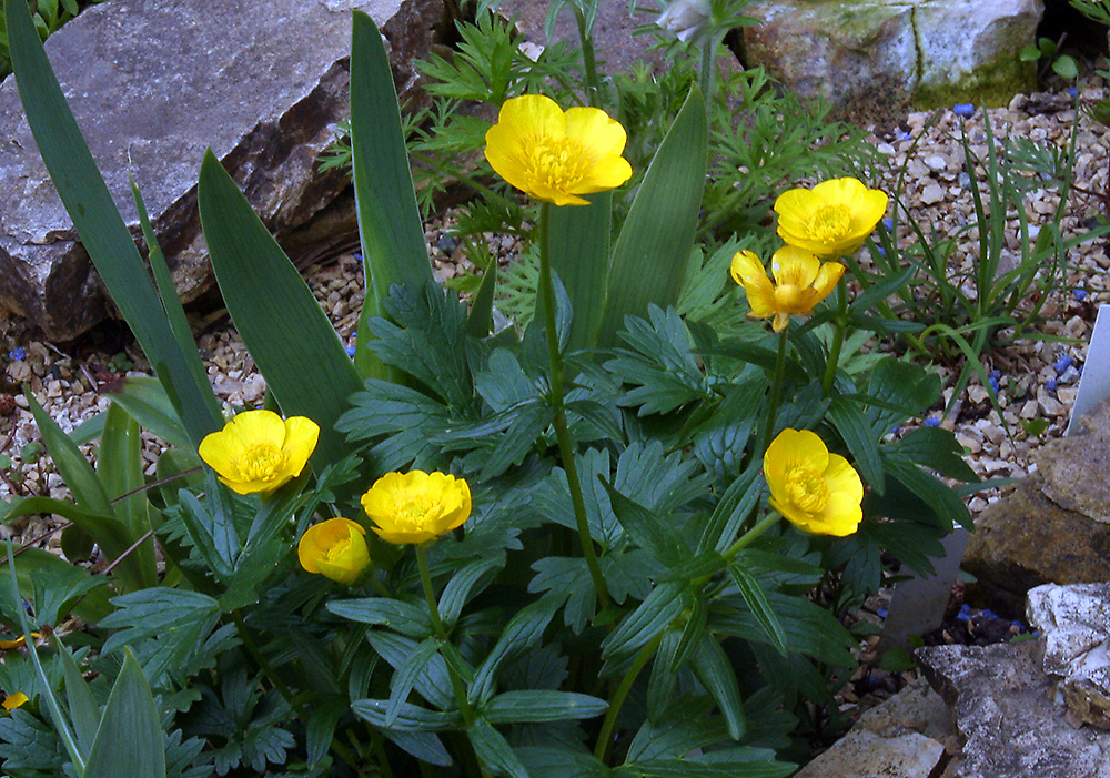 Ranunculus montanus - Berg-Hahnenfuß