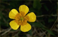 Ranunculus montanus