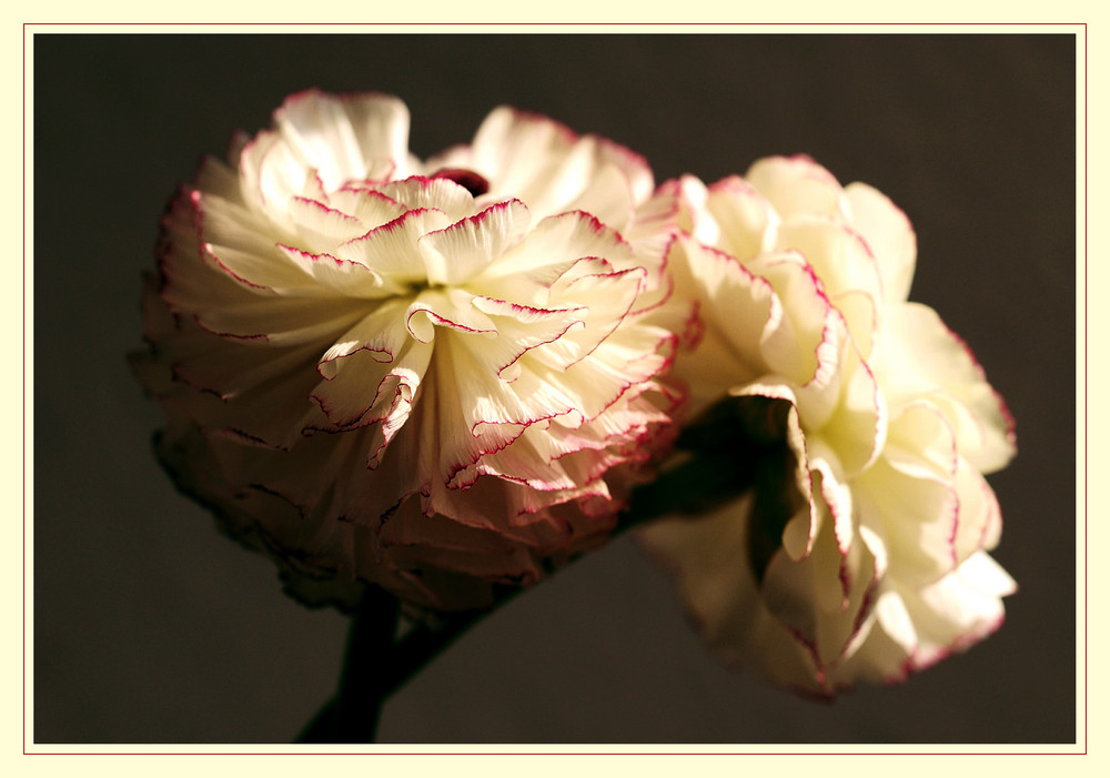 ranunculus pompom