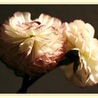 ranunculus pompom