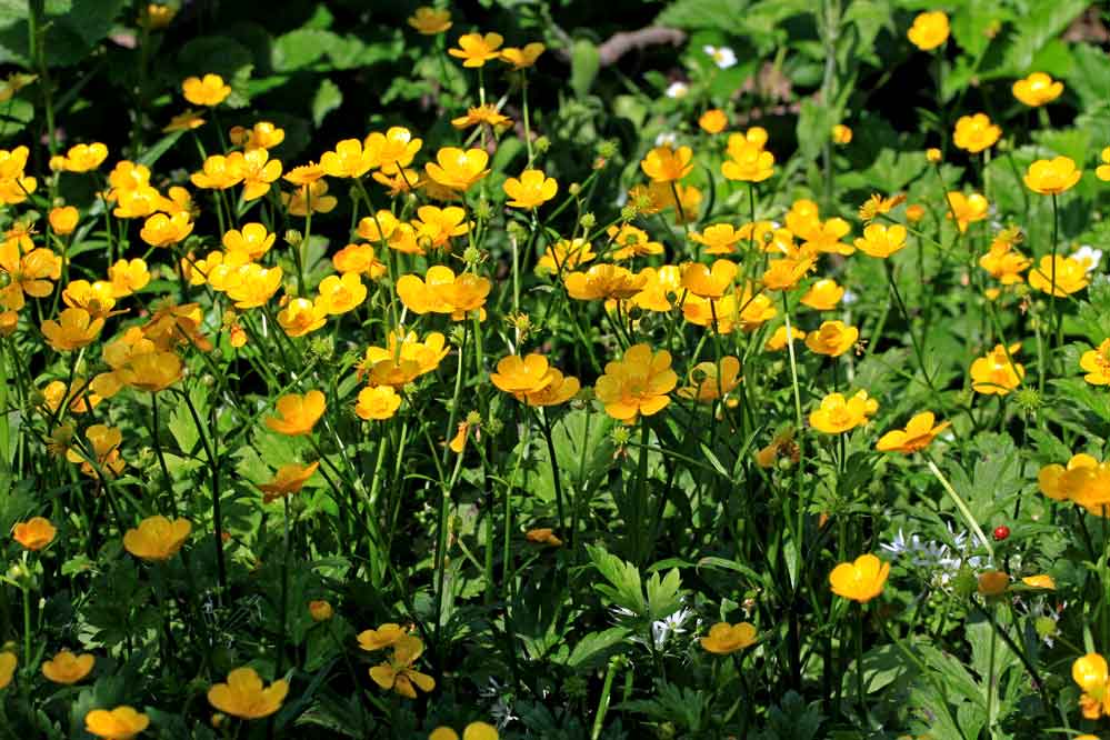 Ranunculus serpens - Marienkäfer-Suchbild