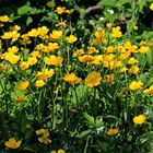 Ranunculus serpens - Marienkäfer-Suchbild