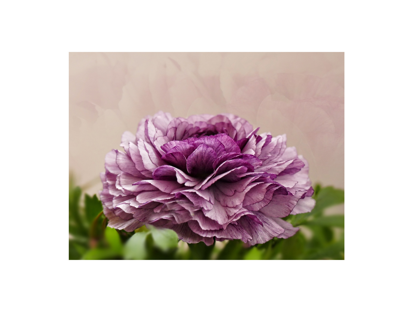 * Ranunkel * Foto & Bild blumen, frühling, natur Bilder auf