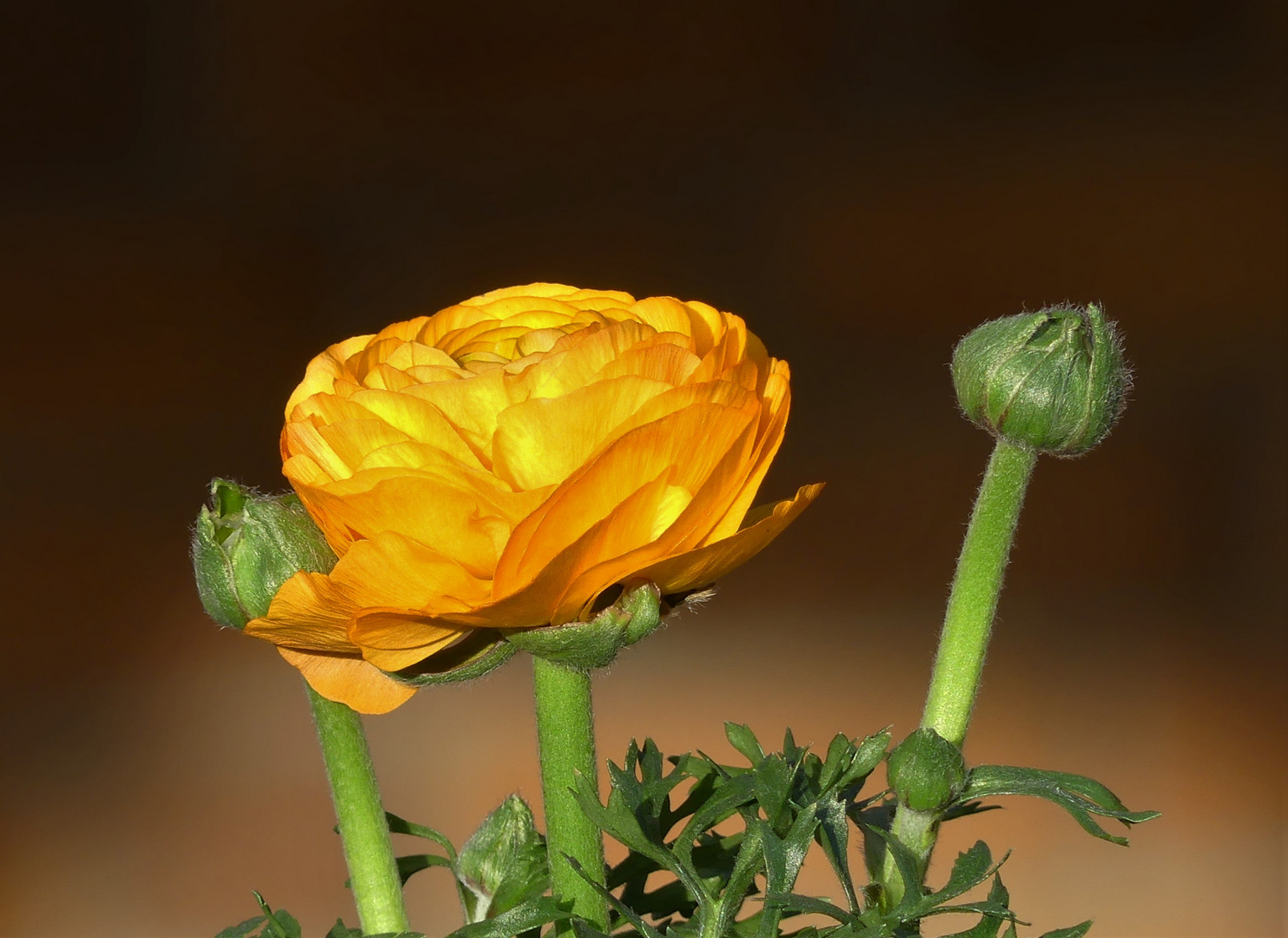 Ranunkel Foto & Bild pflanzen, pilze & flechten, blüten