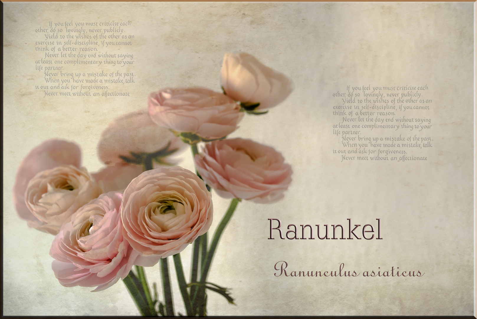 Ranunkel