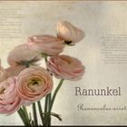 Ranunkel